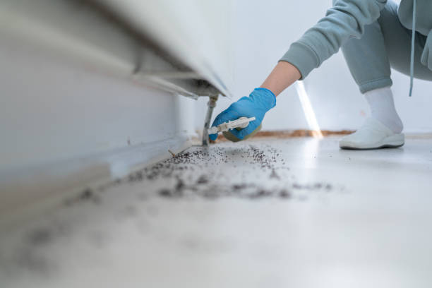 Best Affordable Pest Control Services  in Blanchester, OH